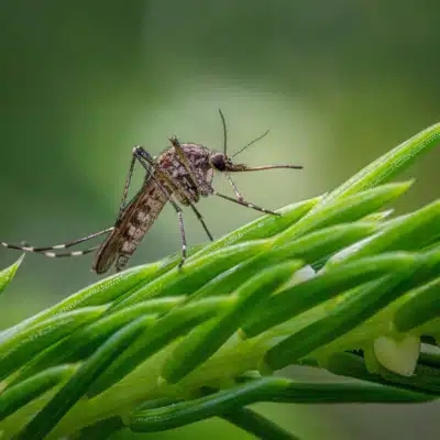 Mosquito